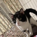 2歳2ヶ月の男の子（ラガマフィン ✖︎雑種）