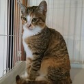保護猫ちゃんから産まれた５兄妹の里親さん募集！！