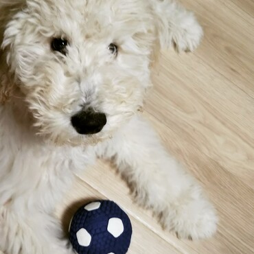 佐藤さくらの写真