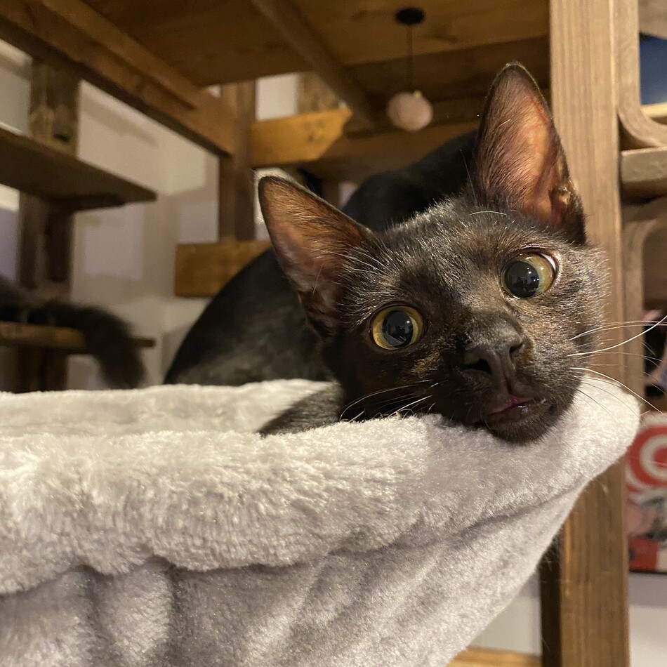 炭のカバー写真