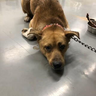 まだ治療中優しいプリッツ君→ボランティア譲渡