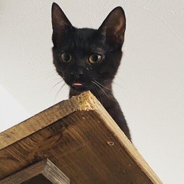 よく舌をしまい忘れがちの炭くん