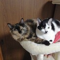 ☆2匹一緒に☆　チロルとチョコ