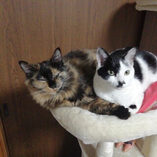 ☆2匹一緒に☆　チロルとチョコ