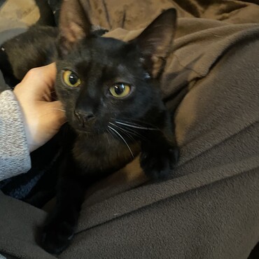 ひざ上好き　かわいい表情で甘えてきてくれる炭くん