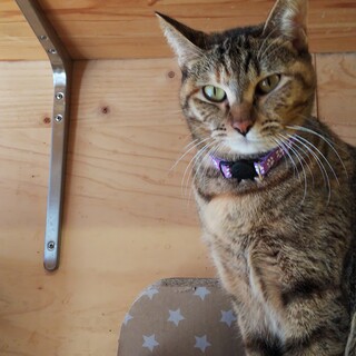 飼い主さんの入院により保護した　チェリーちゃん
