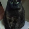 の写真