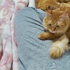 の写真