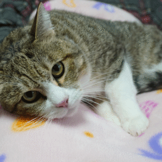 なつこいキジ白