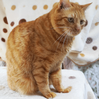 おとなしい茶トラ