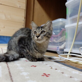 天然おっとりマイペースなアミちゃん。