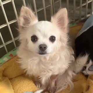 心優しいクルミちゃん