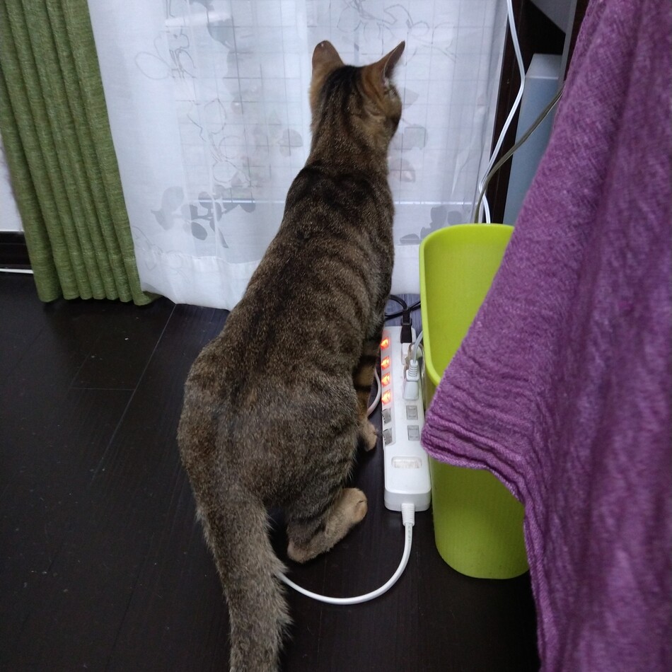 ペトロニウス（愛称ピート）のカバー写真