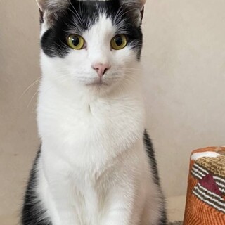 手触り最高☆はっちくん