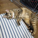 むぎちゃんは家族に難しいですか？ご連絡待ってます