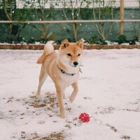 茶々丸