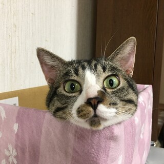 甘えん坊のサバトラくん