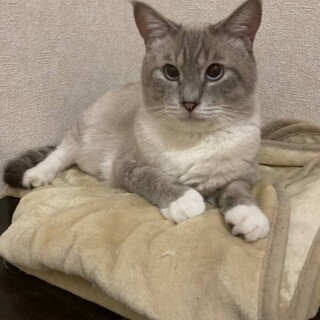 シャム系のハンサムくん