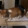 の写真