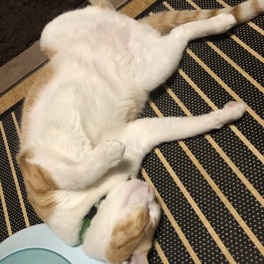 の写真