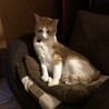 の写真