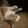 の写真