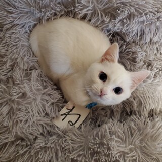 甘えん坊のブルーアイの白猫ちゃん
