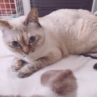 ヴェル