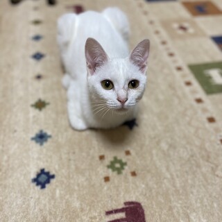 きれいな白猫さん【1/17ミニ譲渡会】
