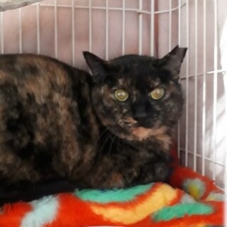 とても甘えたで優しい賢いサビ猫！