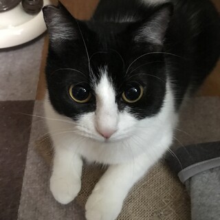 スリゴロがとまらにゃい！ハチワレ女の子