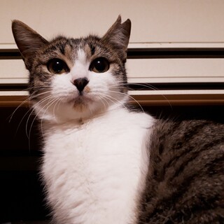 避妊手術済、小顔美人の女の子！