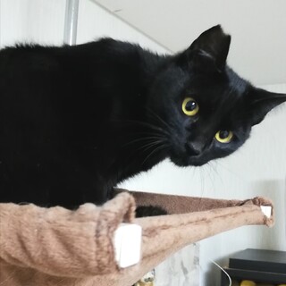 遊び相手に最適！元気いっぱい真っ黒子ねこ