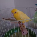 2才のインコです