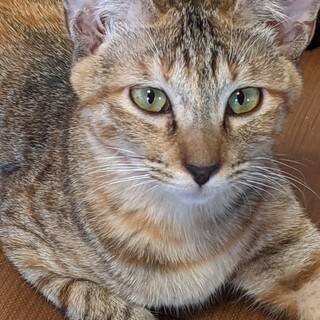 3本足サビ猫ちゃんの里親さんになってあげて下さい