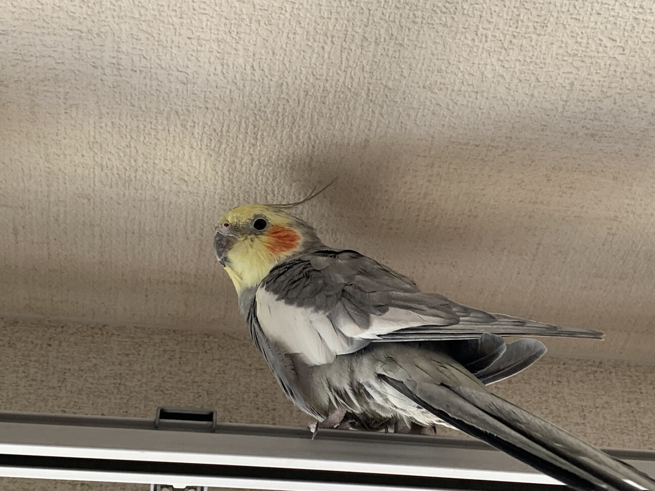 オカメインコ2匹の里親さん募集 長野県 鳥の里親募集 3500 ペットのおうち 月間利用者150万人