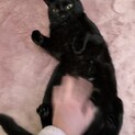 チュール大好き！黒猫のつくし君☆