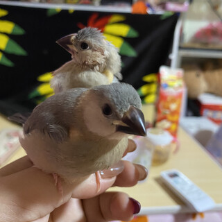 手乗り文鳥