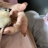 手乗り文鳥 サムネイル2
