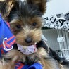 おとなしくて人懐っこいヨーキーちゃん サムネイル2