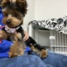 おとなしくて人懐っこいヨーキーちゃん サムネイル4
