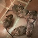 デグーの赤ちゃん5匹決定
