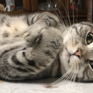 【動画あり】ゴロゴロ人懐っこいアメショの成猫です