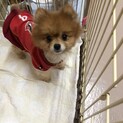 ポメのなずなちゃん
