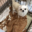 チワワのたかなちゃん