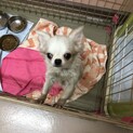 チワワのすずなちゃん