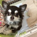 チワワのはこちゃん