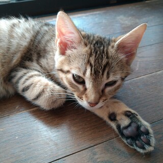 １０月生まれの子猫　数字シリーズ第４弾　ミリ♀