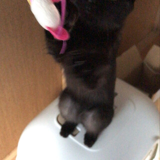 仲良しな2匹の里親募集