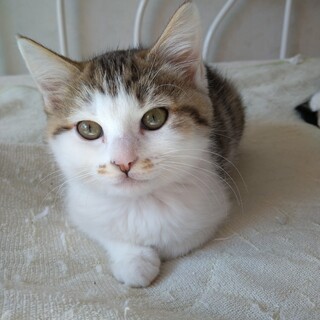 １０月生まれの子猫　数字シリーズ第４弾　ビリ♀